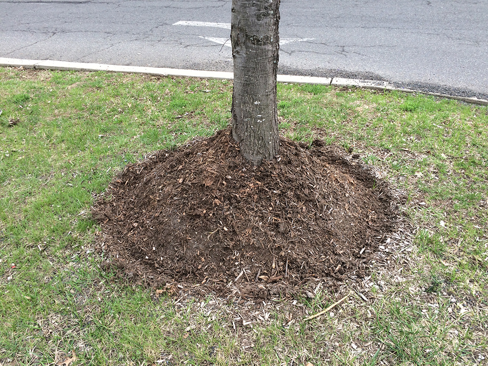 Why Is Mulching Leaves Into Lawn A Good Idea? : The Big Benefits Revealed
