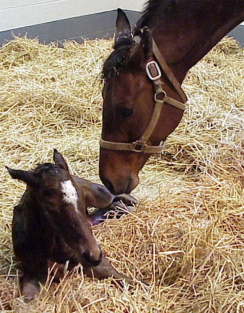 Pregnancy, gestation and lactation are stressful times on the mare that could require additional antioxidants in the diet.