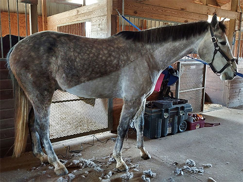 Horse with an Irish clip.