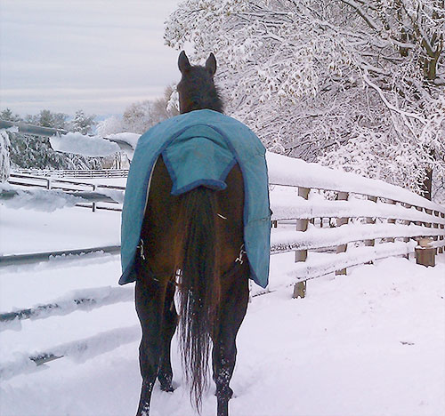 Horse with blanket.