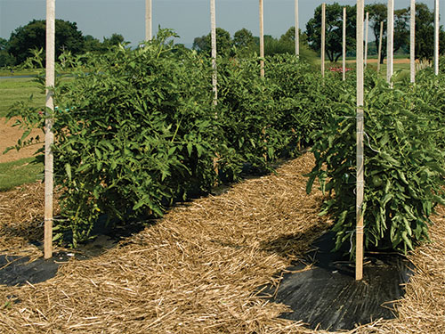 The BEST Method Of Tying Tomatoes: String Trellis Tomatoes 