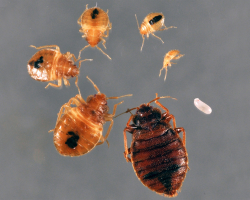 surfaces bed bugs can't climb