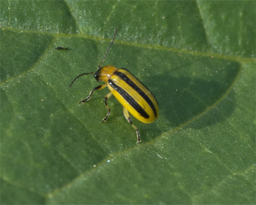 Photo: Cucumber beetle - courtesy of Peter Nitzsche.