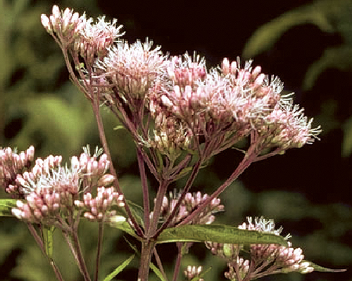 Photo: Eupatorium purpureum (Photo by George H. Bruso).