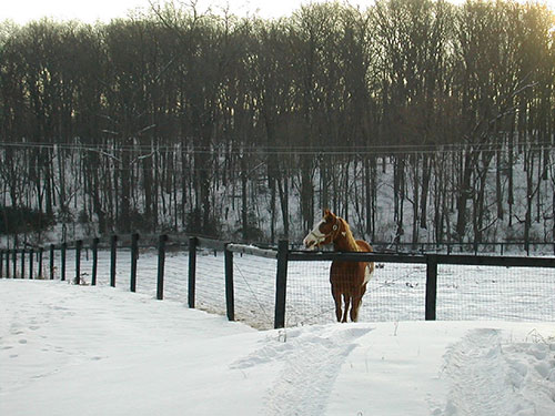 Photo: Horse in a snowy field looking over a fence.