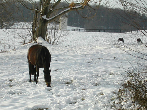 Photo: Horses.