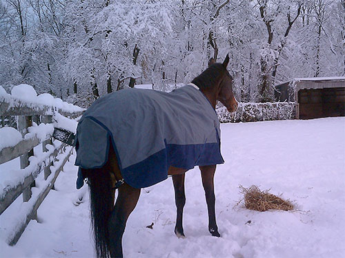 Photo: Horse in a snowy field looking over a fence.