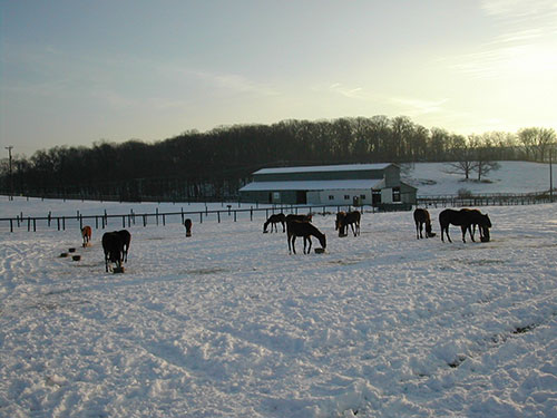 Photo: Horses.