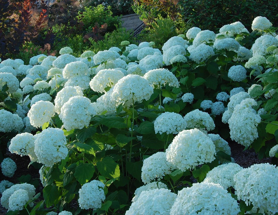 Image of Group of large white hydrangeas in a garden