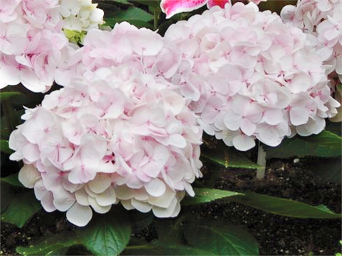 Image of Cream hydrangea flowers in garden