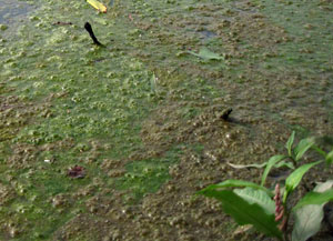 barley straw pond treatment