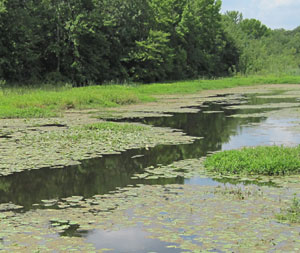 Barley straw pond store treatment