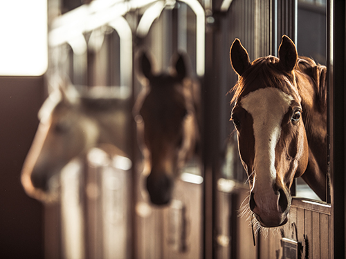Photo: Horses in modern stable.