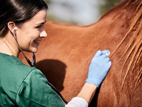 Photo: Vet, stethoscope, and horse.