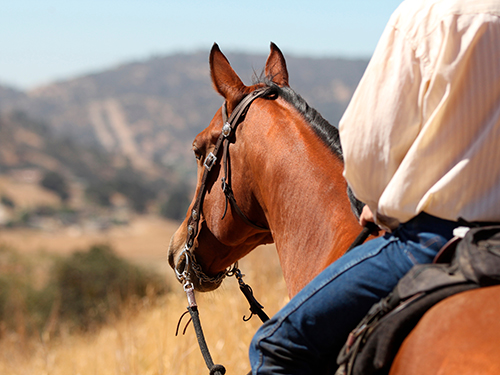 Photo: A profile view of a rider and his horse.