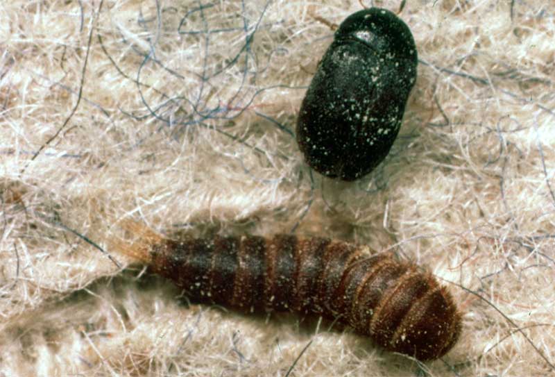 FS1181: Carpet Beetles (Rutgers NJAES)