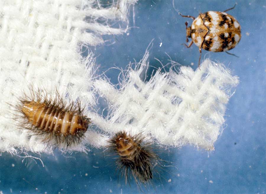 Carpet Beetles  Facts & Identification, Control & Prevention