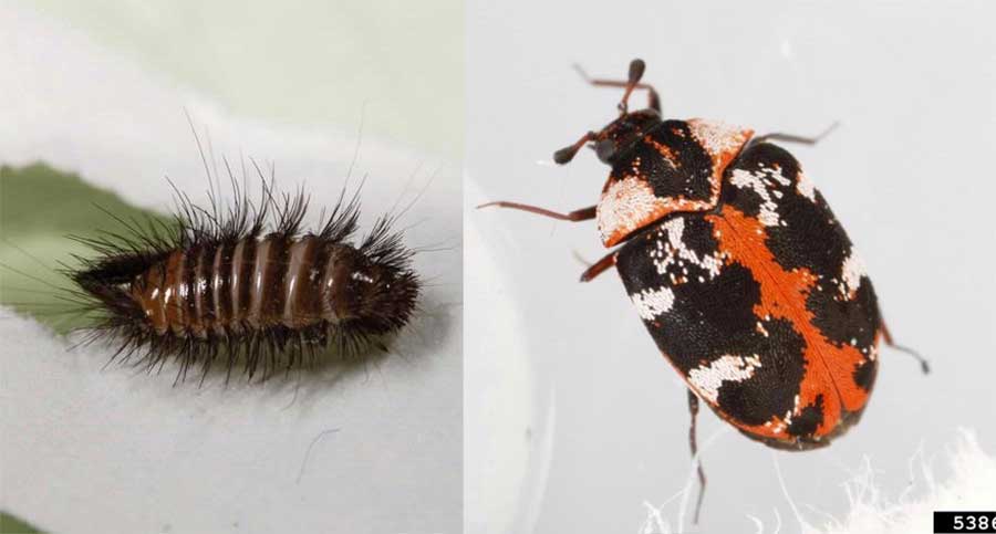 Varied Carpet Beetle — Insects Limited