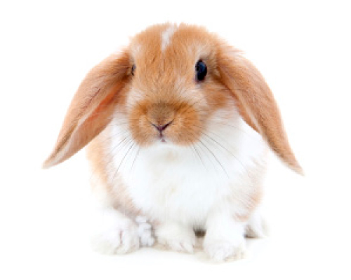 what diseases can dogs get from rabbits