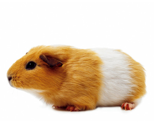 Photo: Brown and white guinea pig.