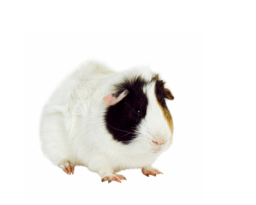 Photo: Black, brown and white guinea pig.