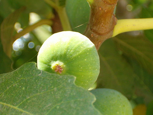 Photo: fig on tree.