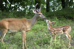 Captive White-Tailed Deer Fawn Mortality Secondary to