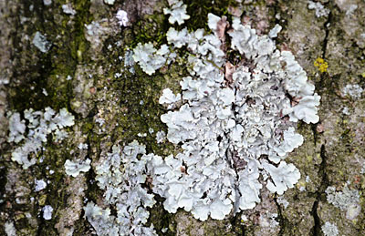 The Little Things in Life–Lichens and Moss: NATURE in the