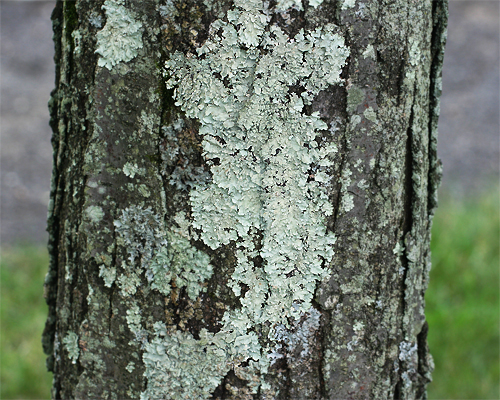 lichen on tree bark