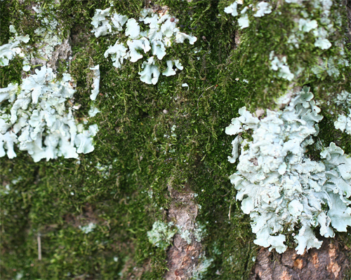 Photo: Foliose lichen on crabapple tree branch.