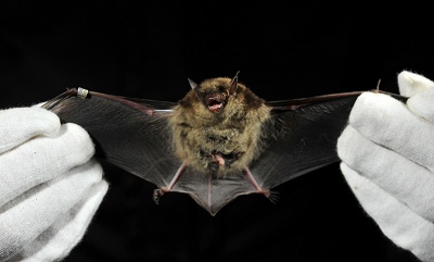 FS1207: The Facts About Bats in New Jersey (Rutgers NJAES)