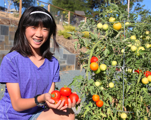 Photo: Girl gardening tomatoes.