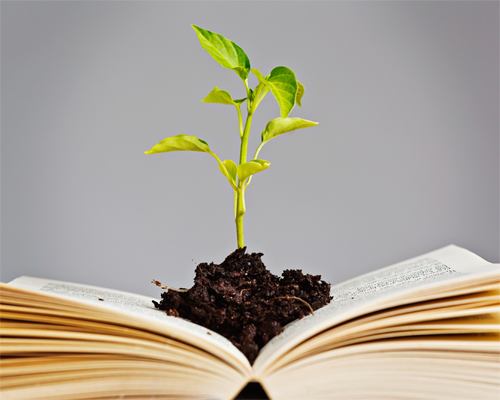 Photo: Seedling growing from an open book.