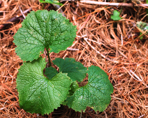 Photo: Closeup of garlic mustard (Alliaria petiolata).