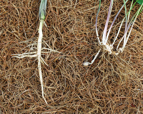 Photo: Garlic mustard root structure.