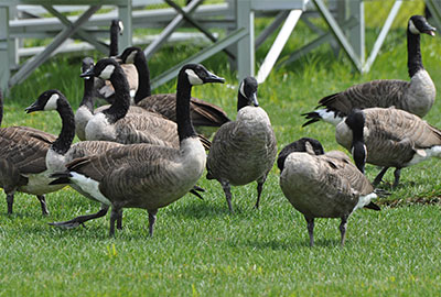 Canada goose outlet bird strike