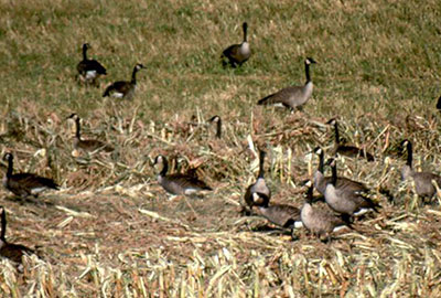 Canada goose outlet animal testing