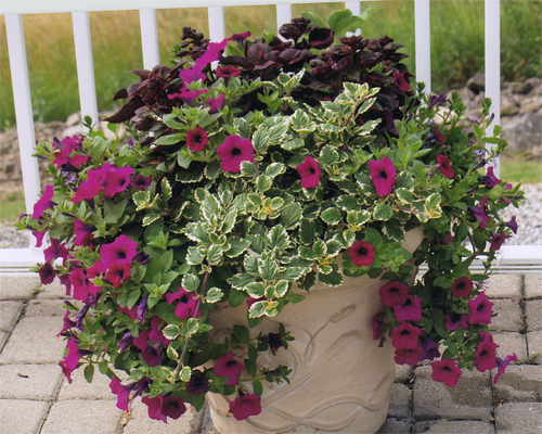 Photo: Decorating flowers in a pot.