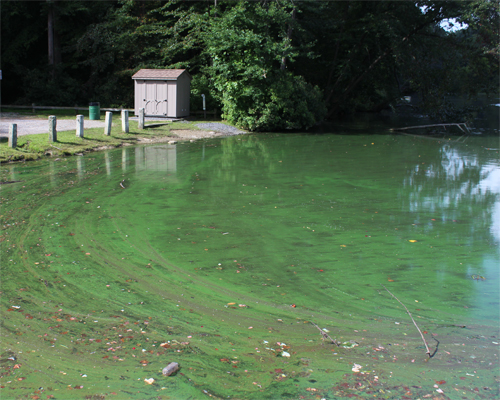 Blue-green algae blooms can release harmful toxins into the air