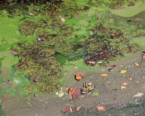 Photo: Blue-Green Algae in Waterways.