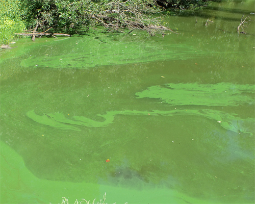 Photo: Blue green algae.