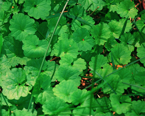 Photo: Ground ivy.