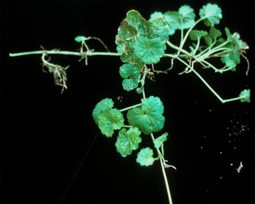 Photo: Ground ivy with roots.