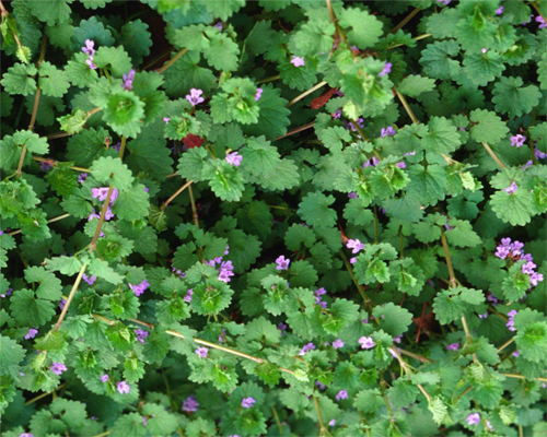 Photo: Ground ivy flower closeup.