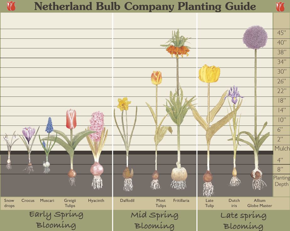 Flower Bulb Identification Chart