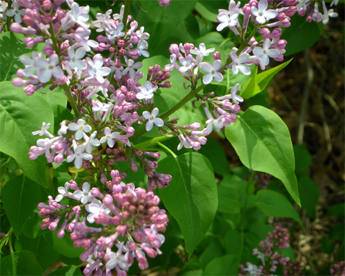 Photo: Ornamental Shrubs.