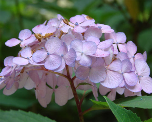 Photo: Flower of an ornamental Shrub.