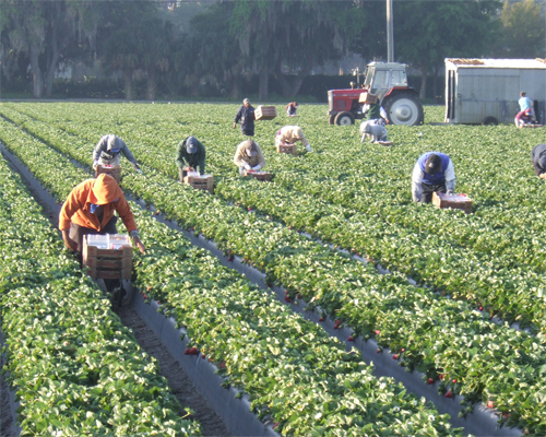 Photo: Workers harvesting on a field.