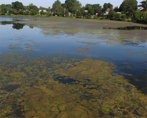 Photo: Filamentous algae.