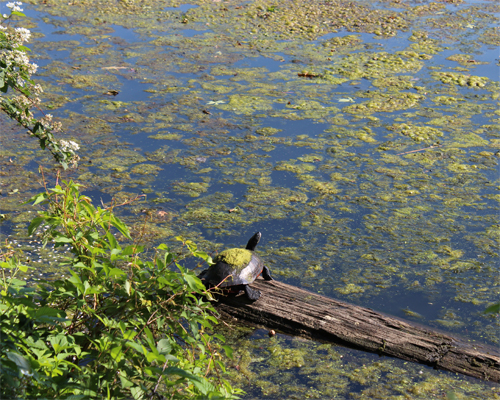 Photo: Turtle standing on a piece of wood.